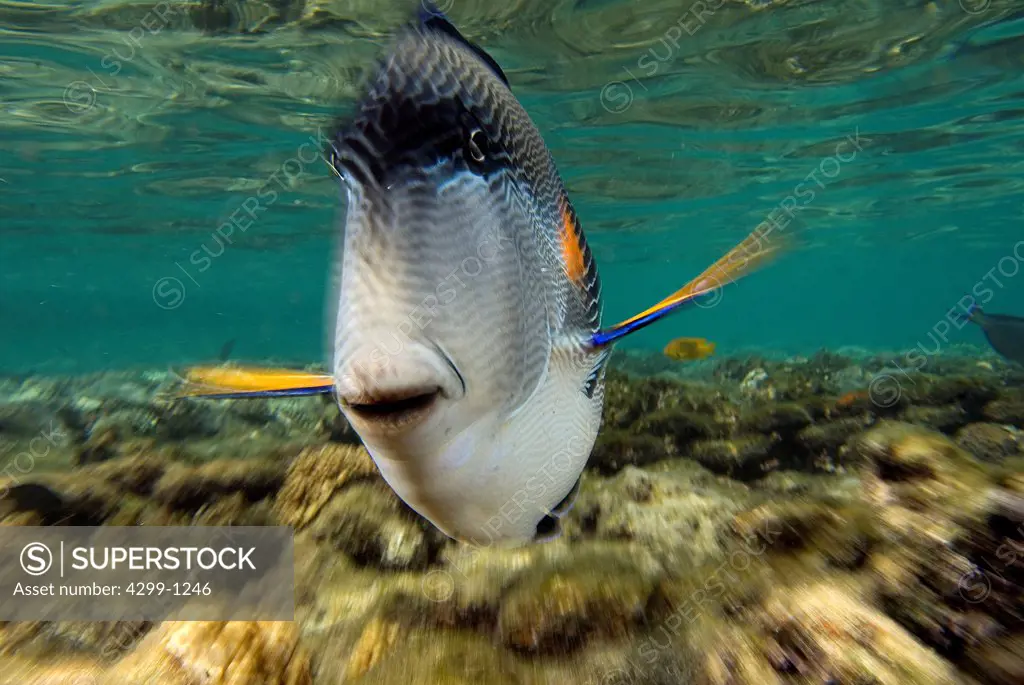 Sohal surgeonfish (Acanthurus sohal) Threatening on posture protecting its territory, Sharm El-Sheikh, Sinai Peninsula, South Sinai Governorate, Egypt