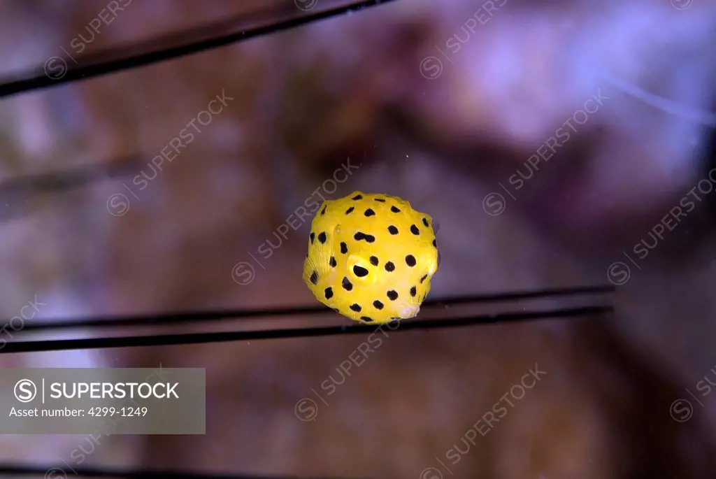 Close-up of a Cube Boxfish (Ostracion cubicus),Sharm El-Sheikh, Sinai Peninsula, South Sinai Governorate, Egypt
