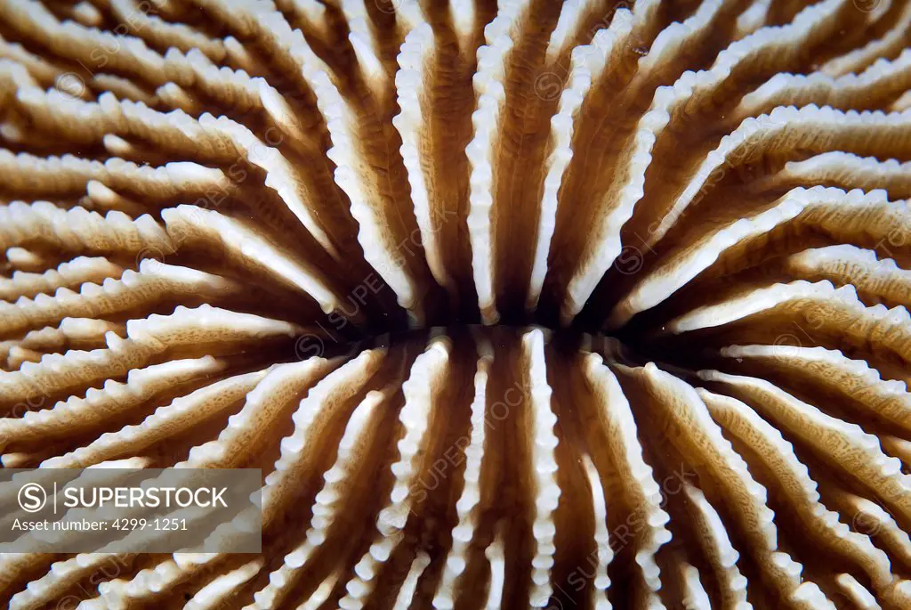 Mushroom Coral (Fungia fungites) detail, Sharm El-Sheikh, Sinai Peninsula, South Sinai Governorate, Egypt