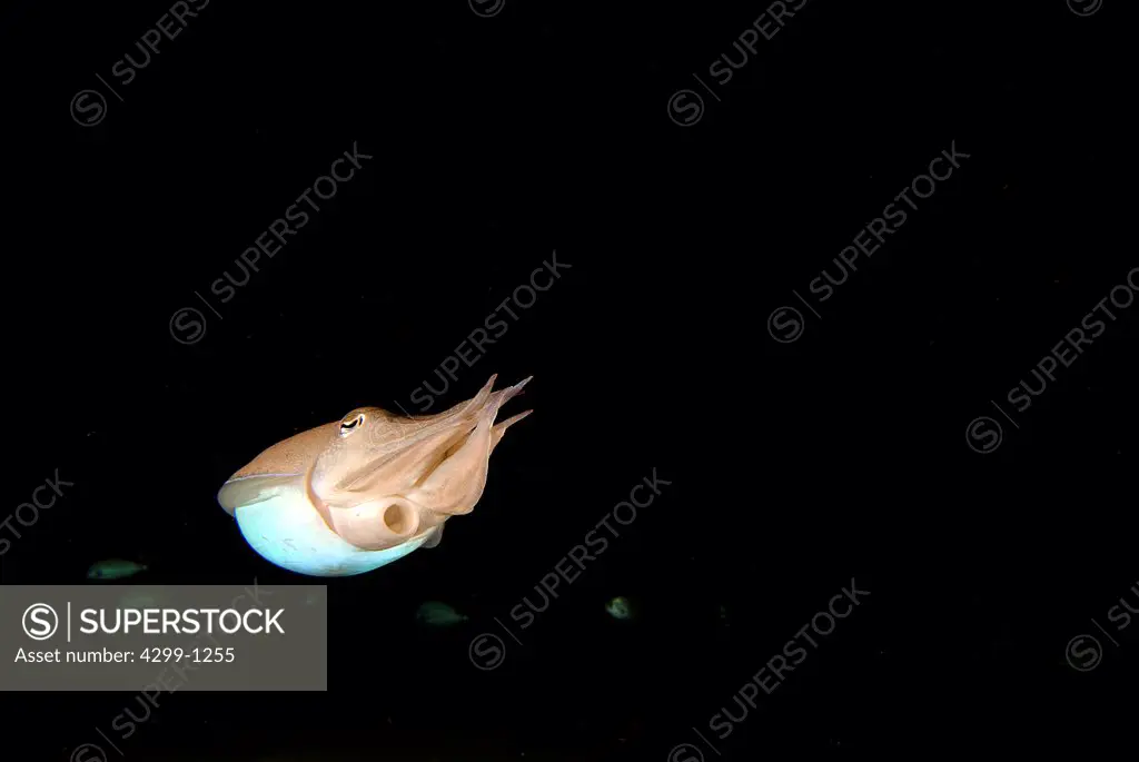 Reef Cuttlefish (Sepia prashadi) escaping at night, Sharm El-Sheikh, Sinai Peninsula, South Sinai Governorate, Egypt