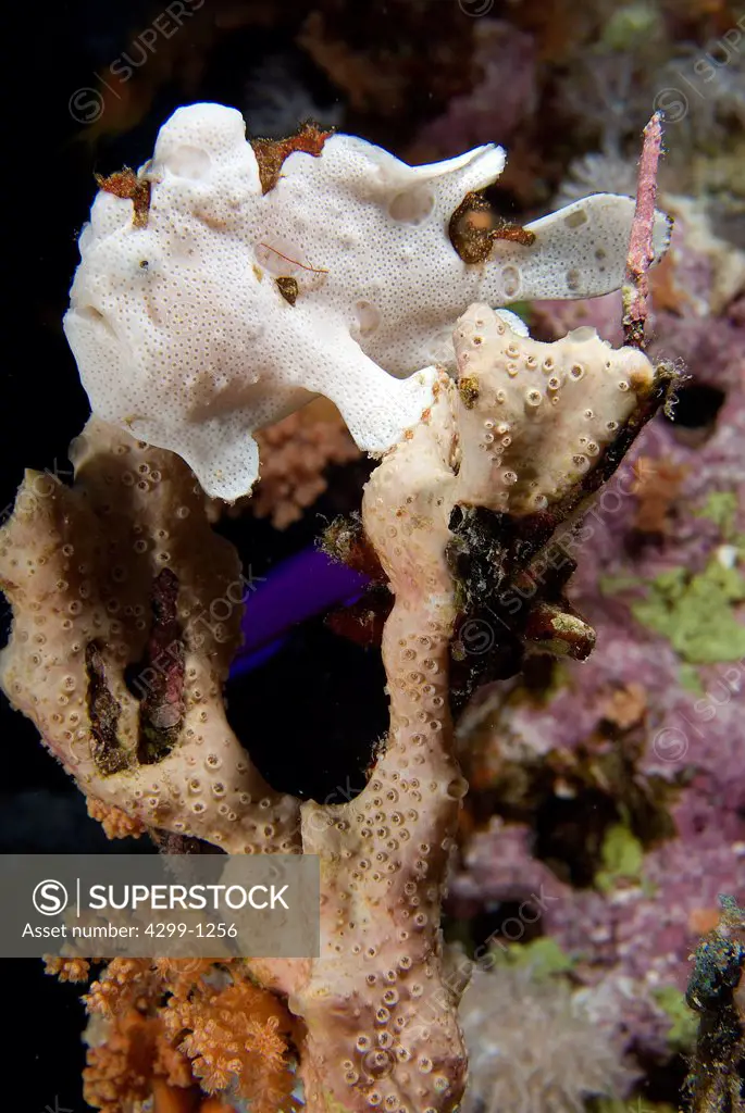 Frogfish (Antennarius sp) camouflaging on sea sponge, Sharm El-Sheikh, Sinai Peninsula, South Sinai Governorate, Egypt