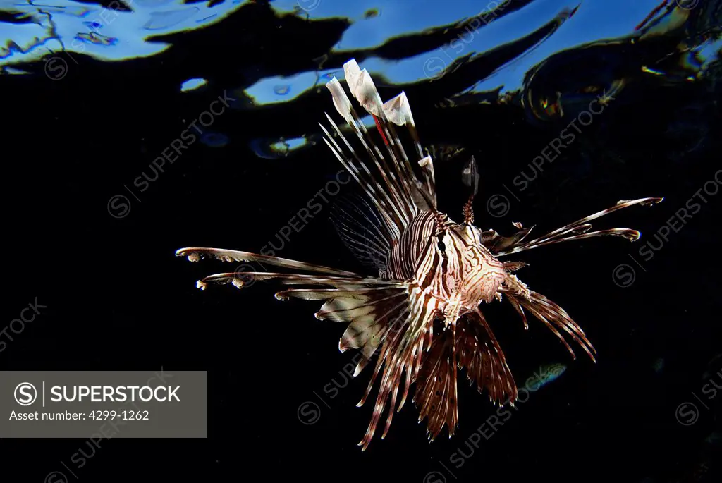 Red Lionfish (Pterois volitans) swimming underwater, Sharm El-Sheikh, Sinai Peninsula, South Sinai Governorate, Egypt