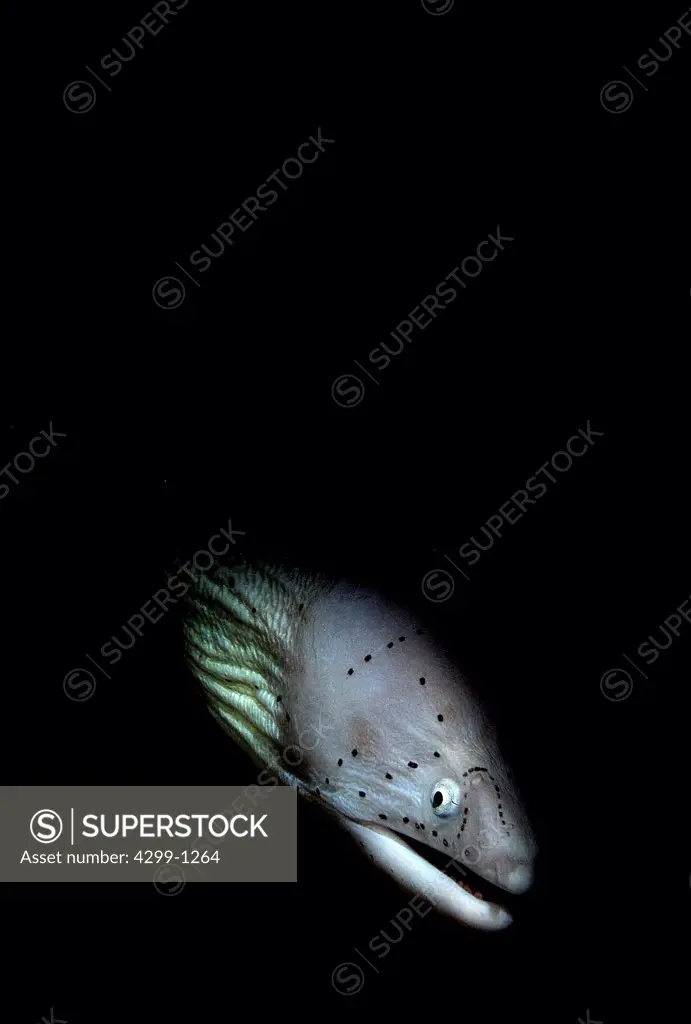 Peppered moray (Siderea grisea) fish swimming underwater, Sharm El-Sheikh, Sinai Peninsula, South Sinai Governorate, Egypt