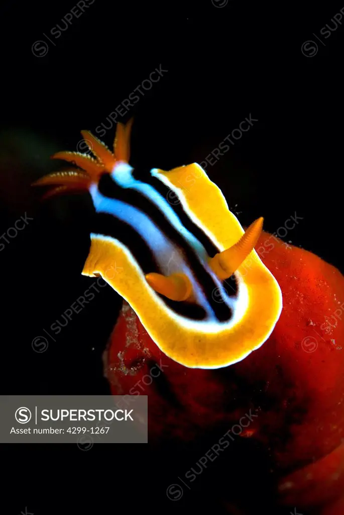 Nudibranch (Chromodoris quadricolor) underwater, Sharm El-Sheikh, Sinai Peninsula, South Sinai Governorate, Egypt