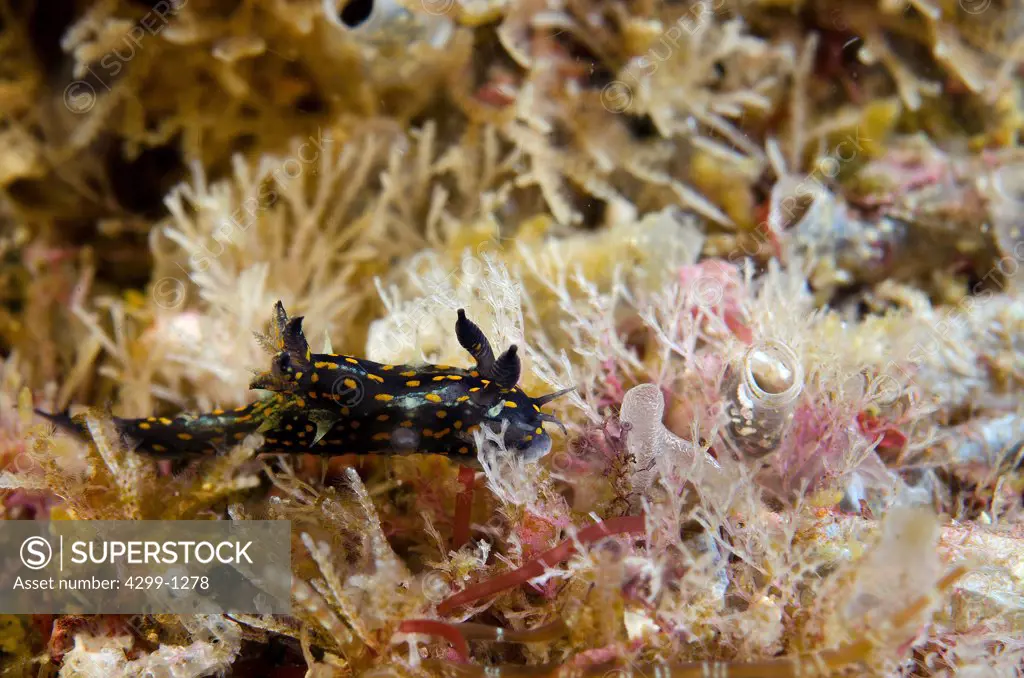 Very small probably Hypselodoris ghiselini nudibranch underwater, Sea of Cortez, Baja California, Mexico