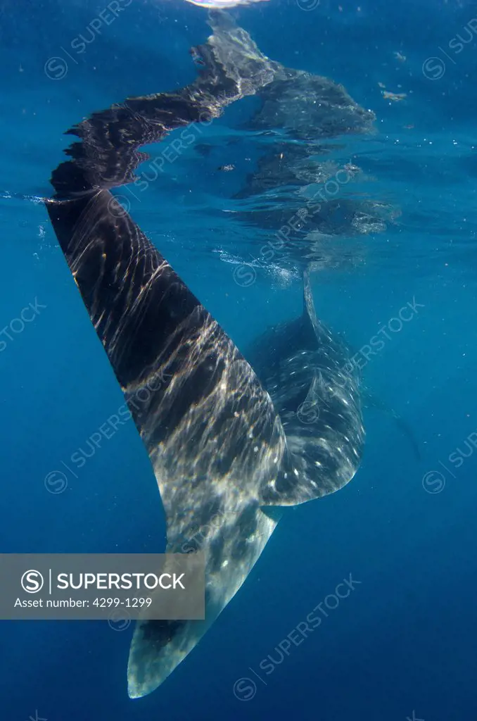 Mexico, Isla Mujeres, whale shark (rhincodon typus) feeding on plankton near surface