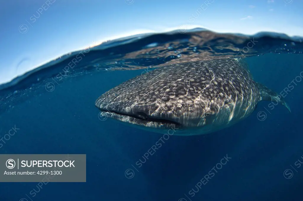 Mexico, Isla Mujeres, whale shark (rhincodon typus) feeding on plankton near surface