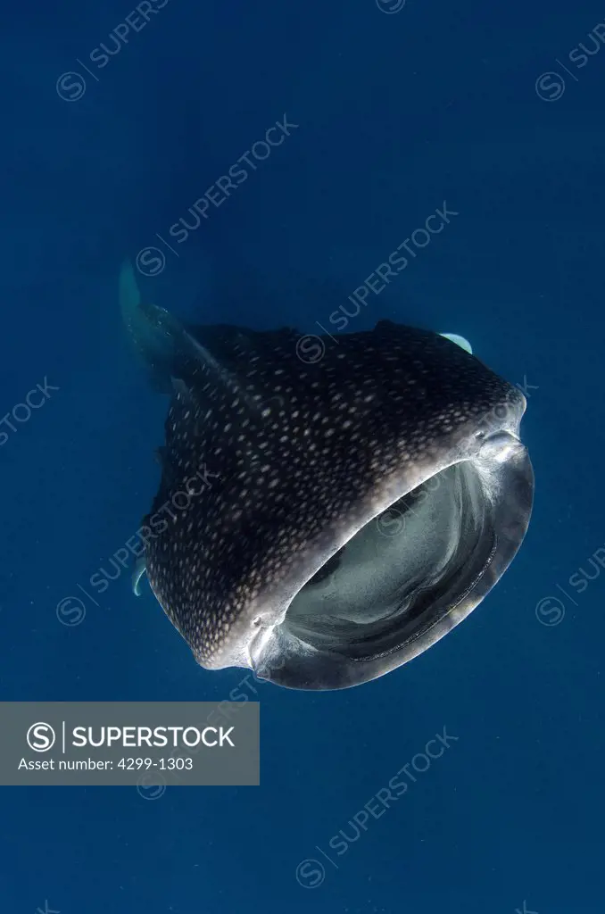 Mexico, Isla Mujeres, whale shark (rhincodon typus) wide open mouth while feeding on plankton near surface