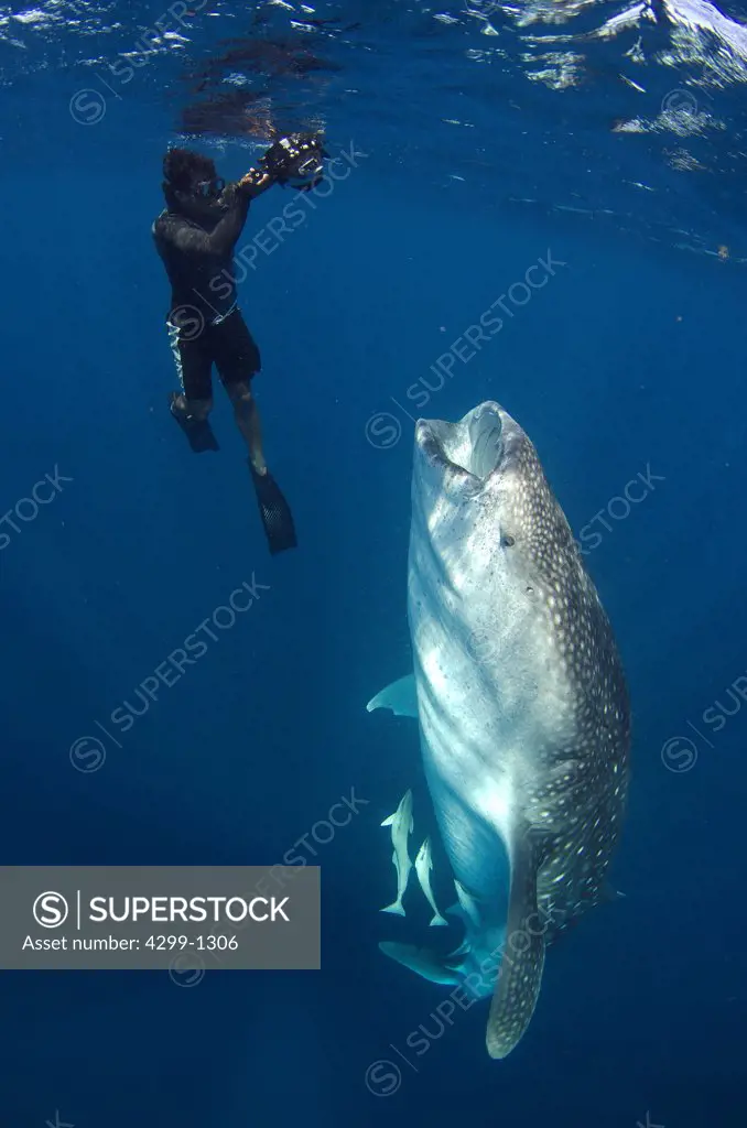 Mexico, Isla Mujeres, whale shark (rhincodon typus), wide open mouth while feeding on plankton near surface and snorkeler on the background