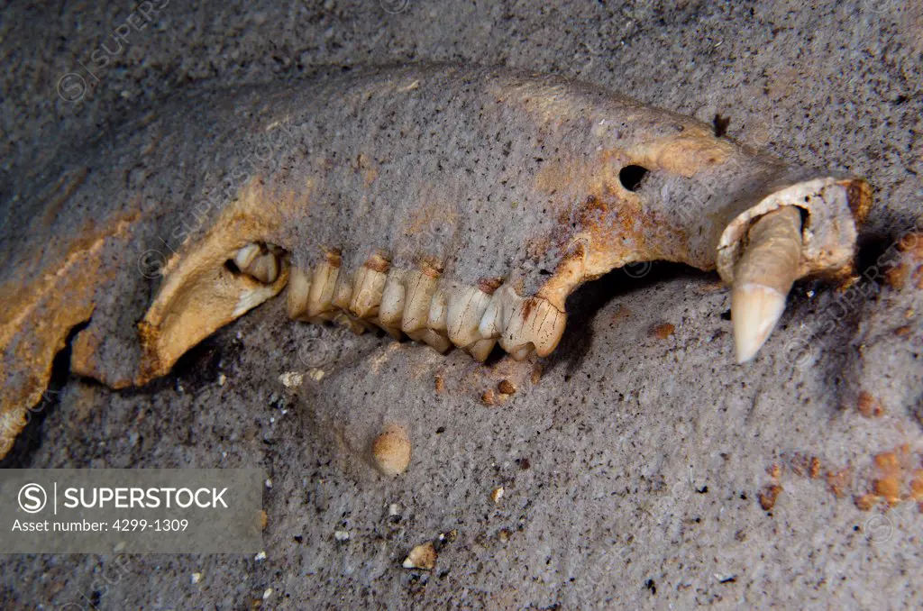 Mexico, Quintana Roo, Yucatan peninsula, prehistoric tapir bones, upper jaw in flooded cave near cenote