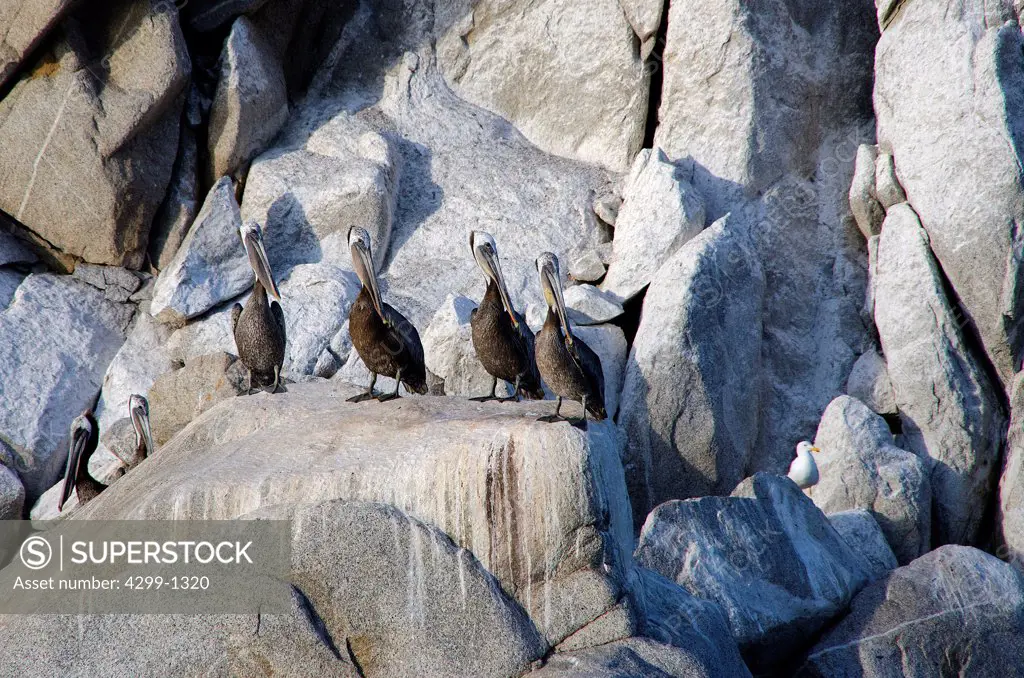 Mexico, Baja California, Sea of Cortez, Brown Pelicans (Pelicanus occidentalis) resting on rock of isla Angel de la Guarda