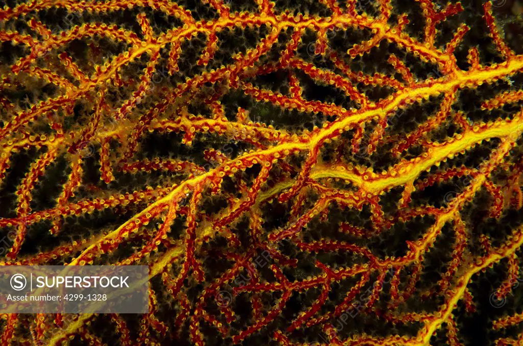 Mexico, Baja California, Sea of Cortez, close up of Soft coral or gorgonian with brittle stars around its branches