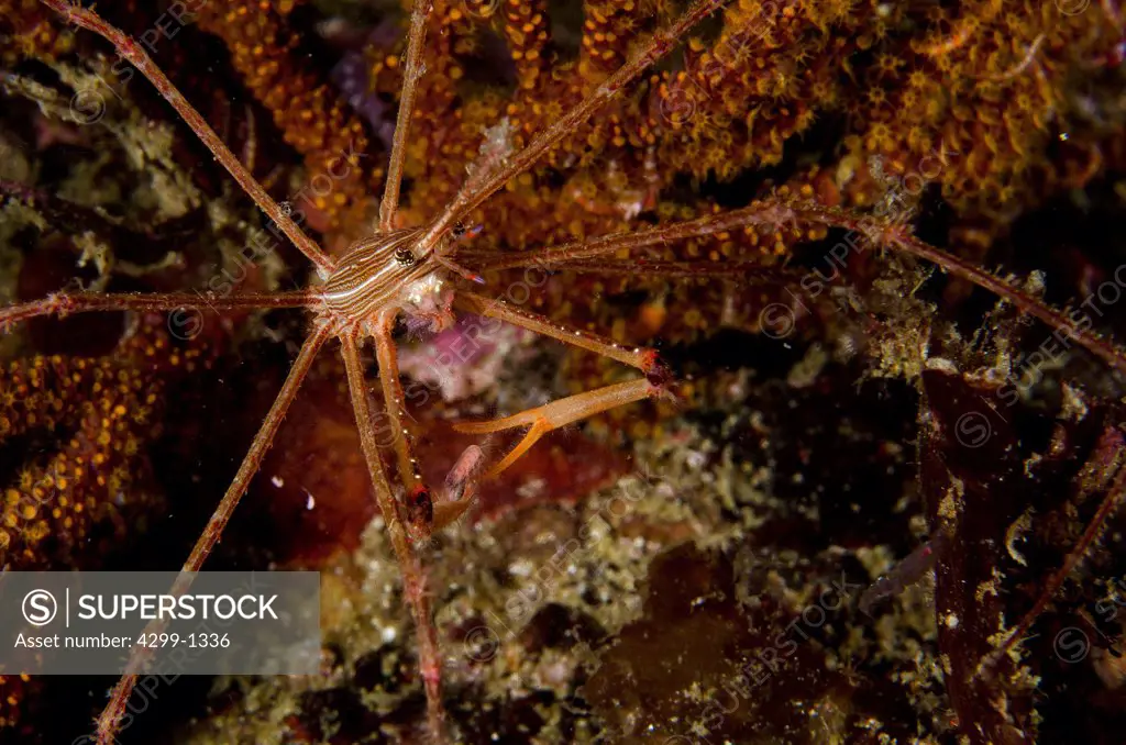Mexico, Baja California, Sea of Cortez, close up of Arrow crab, stenorhynchus seticornis