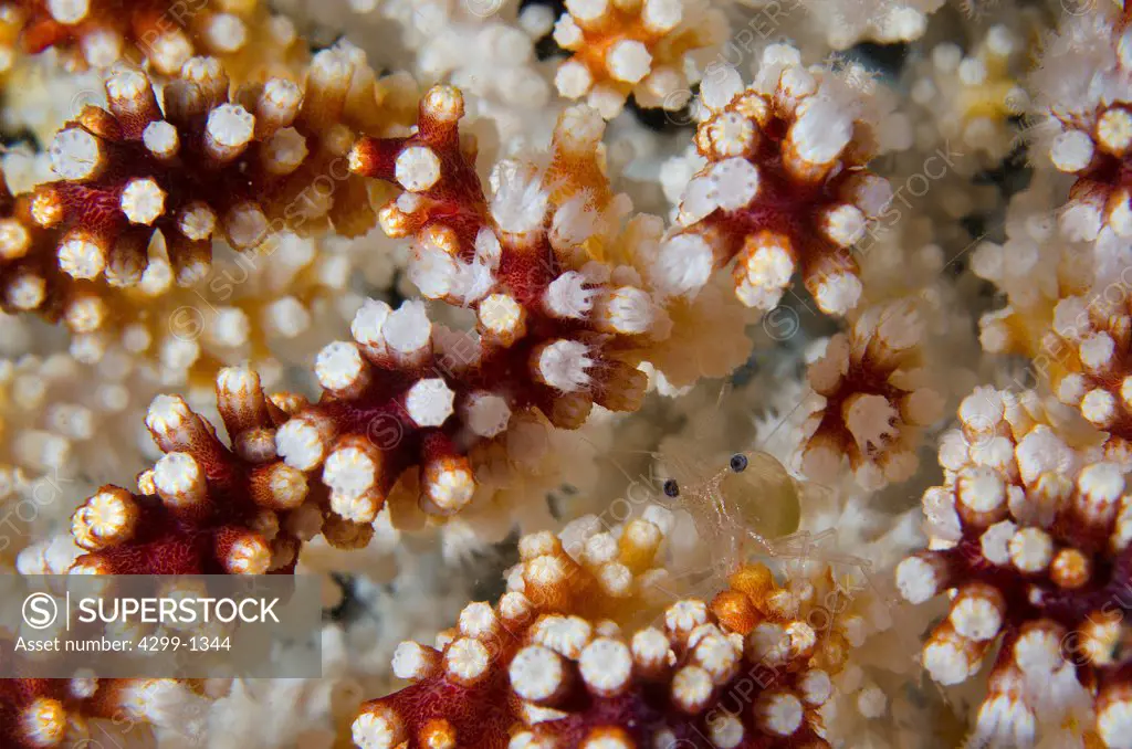 Mexico, Baja California, Sea of Cortez, Small shrimp swimming among polyps of soft coral