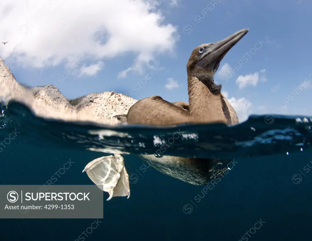 Mexico, Baja California, Sea of Cortez, underwater view of Brown booby bird, Sula leucogaster, resting on surface
