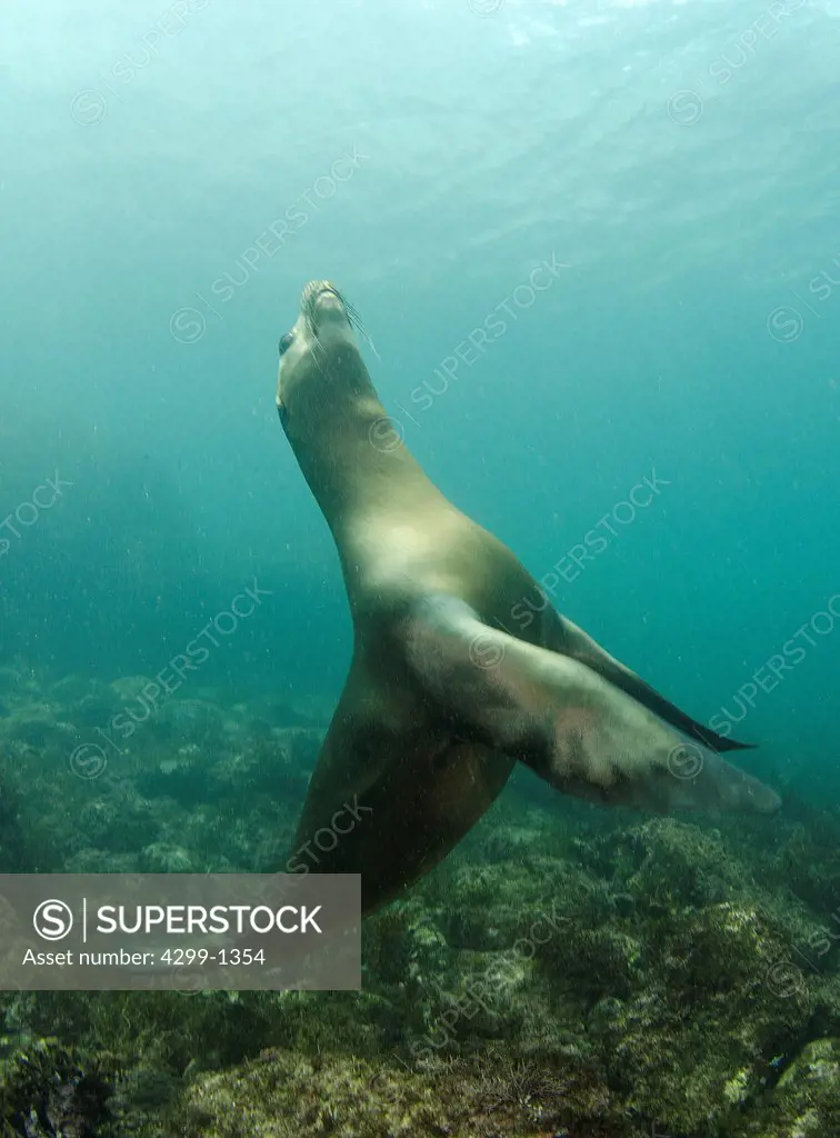 Mexico, Baja California, Sea of Cortez, Female California sea lion, zalophus californianus