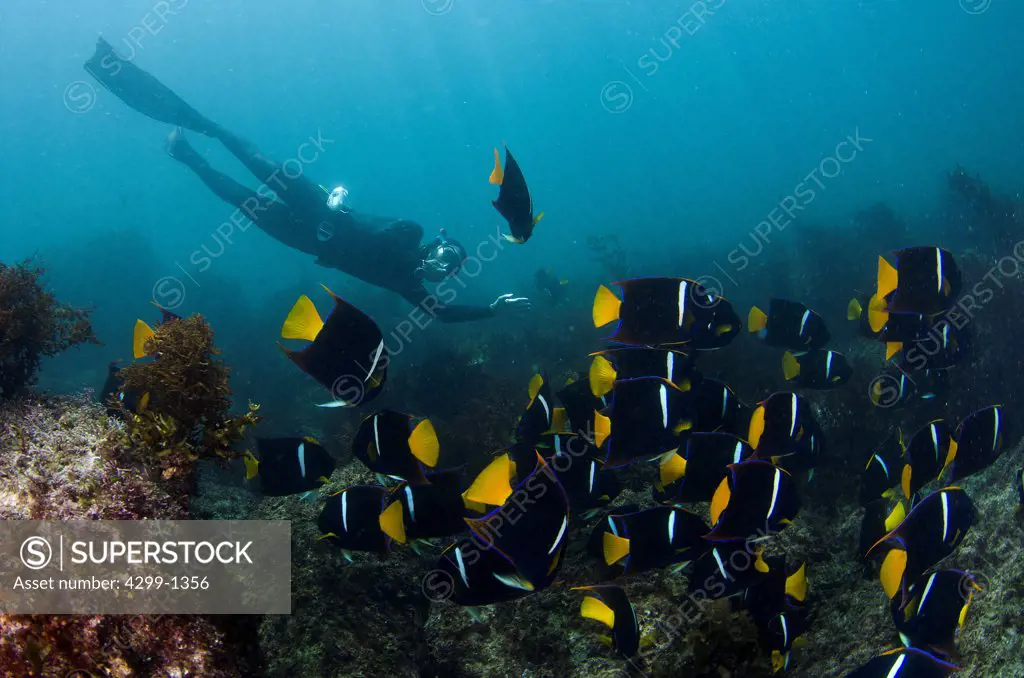 Mexico, Baja California, Sea of Cortez, Free diver champion Maria Teresa Solomons among school of king angelfish, Holacanthus passer