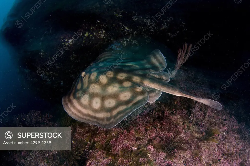 Mexico, Baja California, Sea of Cortez, Ray, Urobatis maculatus