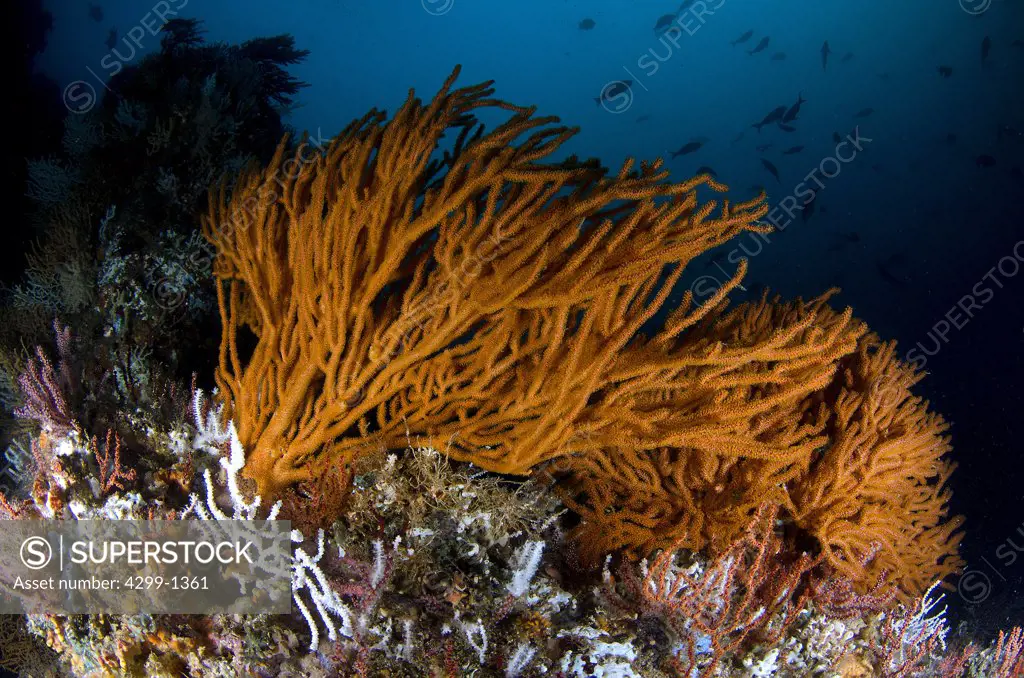 Mexico, Baja California, Sea of Cortez, Soft coral or Gorgonians on reef