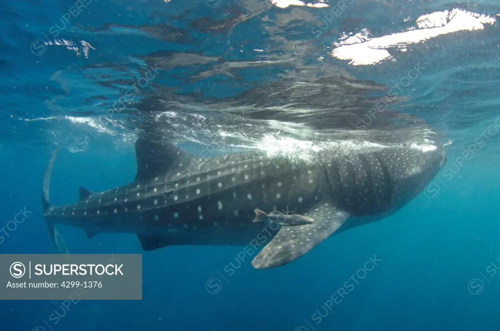 Mexico, Caribbean sea, Isla Mujeres, Whale shark, rhincodon typus, swimming near surface