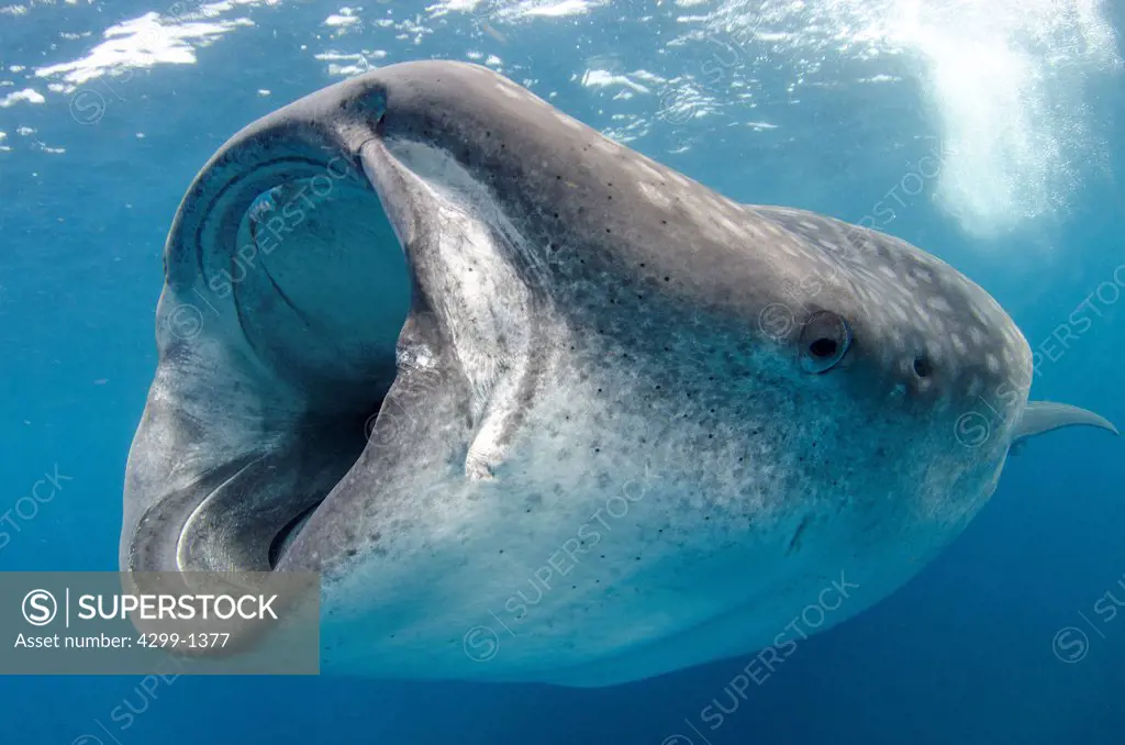 Mexico, Caribbean sea, Isla Mujeres, Whale shark, rhincodon typus, feeding underwater