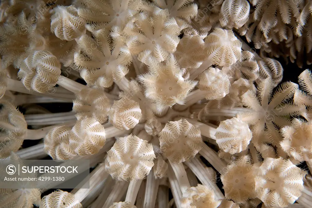 Egypt, South Sinai, Sharm El Sheikh, Red Sea, close up of Polyp Soft coral, Xenia sp