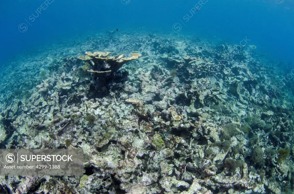 Mexico, Caribbean sea, Death coral reef, elkhorn coral (Acropora palmata)