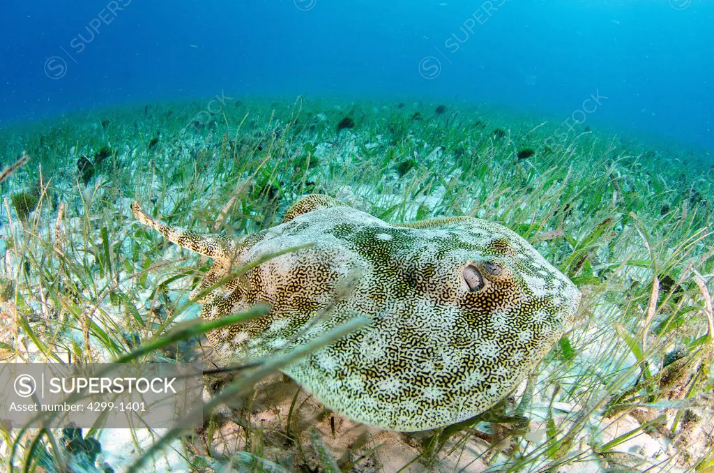 Mexico, Cancun, Yellow stingray (Urobatis jamaicensis) on sea grass