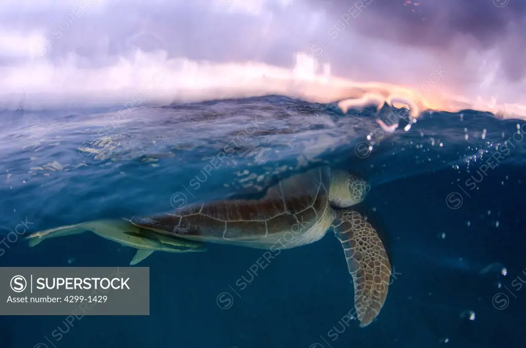 Mexico, Akumal, Green sea turtle (Chelonia mydas) swimming near water surface