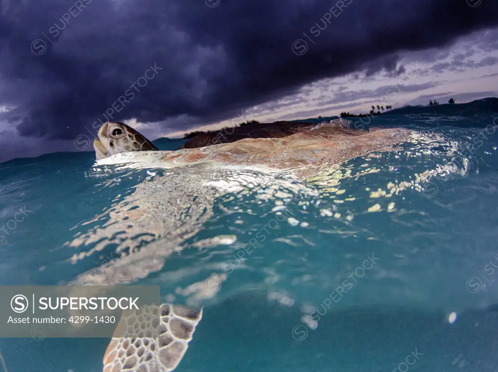 Mexico, Akumal, Green sea turtle (Chelonia mydas) swimming near water surface