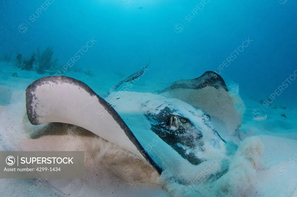 Mexico, Cancun Southern stingray (Dasyatis americana) on sandy area ocean floor