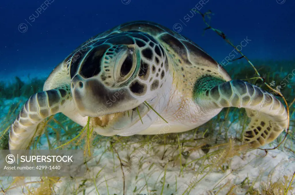 Green turtle (Chelonia mydas) feeding on sea grass in Cancun water, Caribbean Sea, Mexico