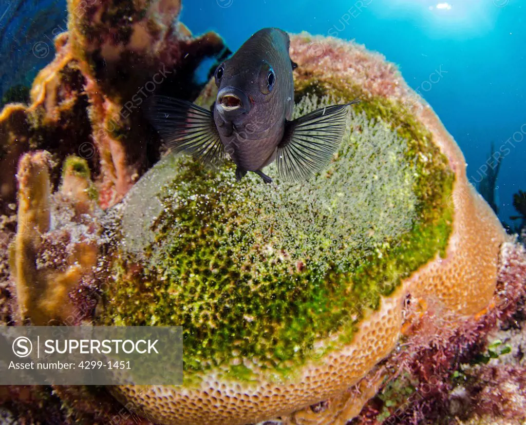 Threespot damselfish (Stegastes planifrons) protecting his eggs in coral reef in the Caribbean Sea, Cancun, Mexico