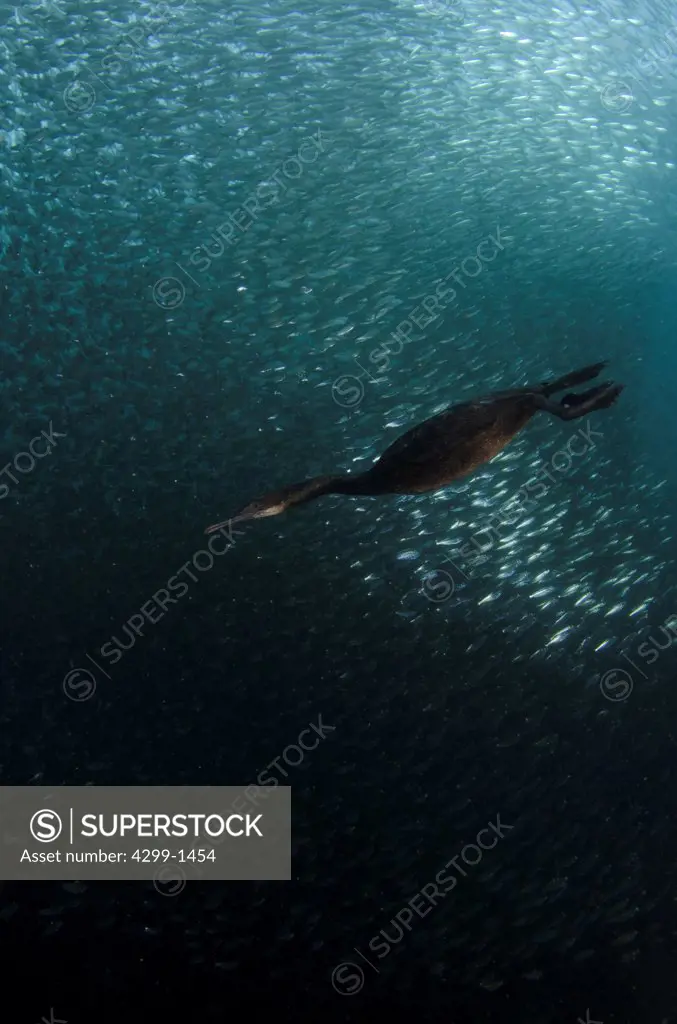 Cormorant hunting among a large group of sardines, Sea Of Cortez, Baja California, Mexico