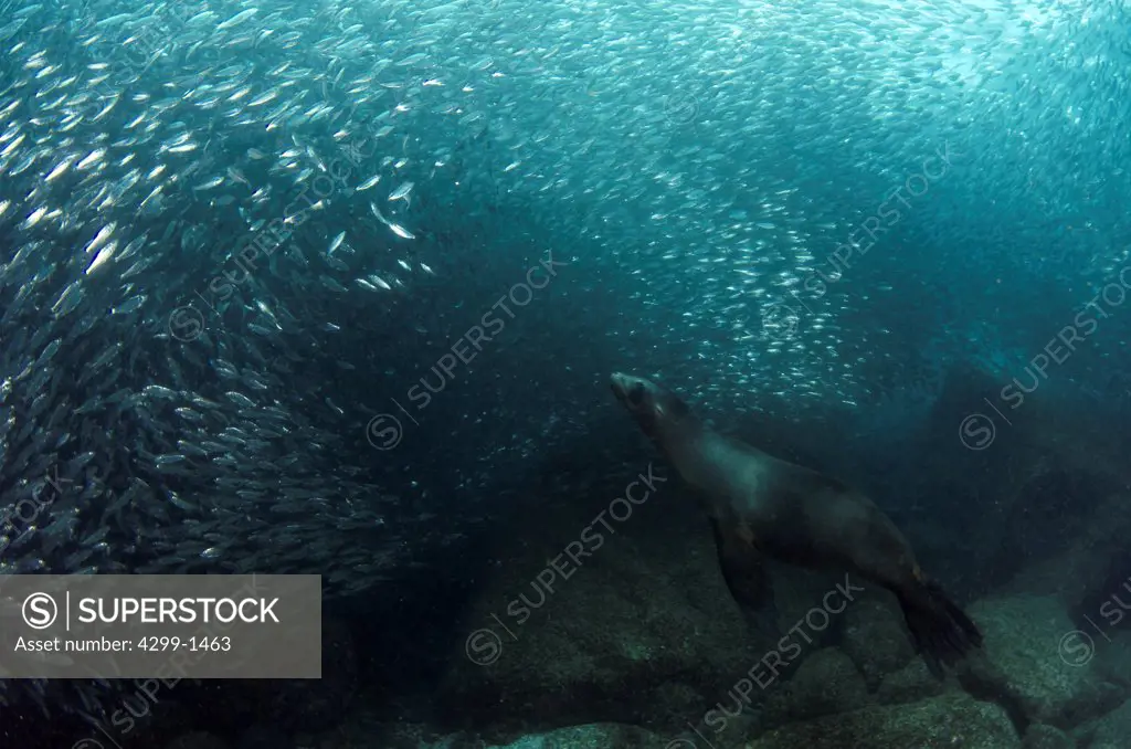 California sea lion (Zalophus californianus) hunting sardines at Los Islotes near La Paz, Baja California Sur, Sea Of Cortez, Mexico