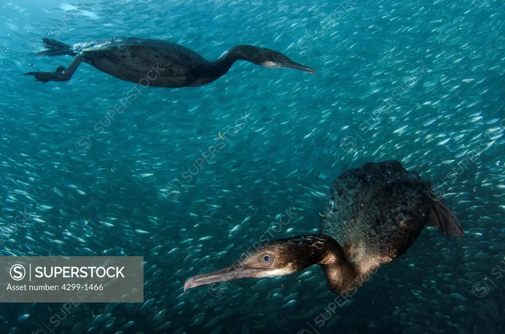 Two Cormorants hunting among a large group of sardines, Sea Of Cortez, Baja California, Mexico