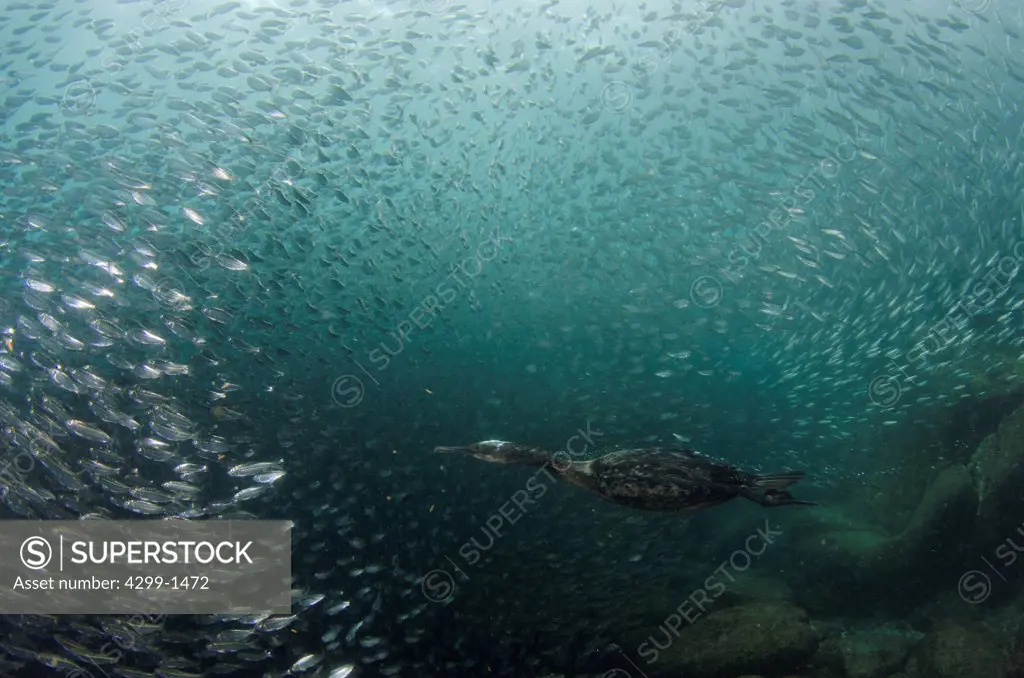 Cormorant hunting among a large group of sardines, Los Islotes near La Paz, Sea Of Cortez, Baja California, Mexico