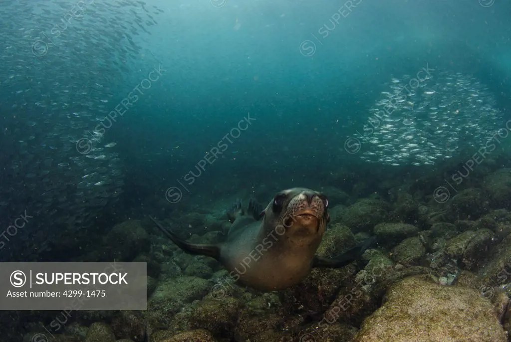 California sea lion (Zalophus californianus) at Los Islotes near La Paz, Baja California Sur, Sea Of Cortez, Mexico