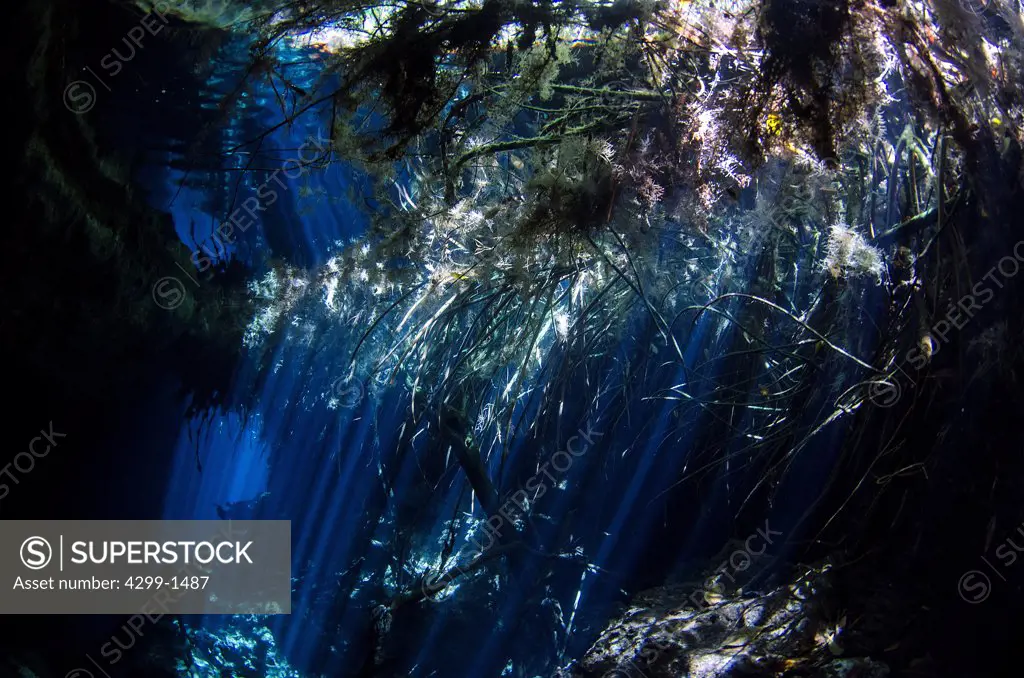 Mexico, Riviera Maya, Cenote Jardin del Eden, Sun rays entering cristal clear water and mangrove roots