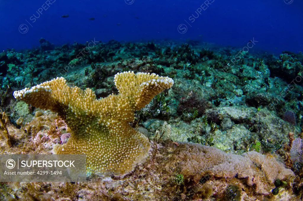 Single Elkhorn coral (Acropora palmata) in the middle of a barren coral reef, Cancun, Quintana Roo, Mexico