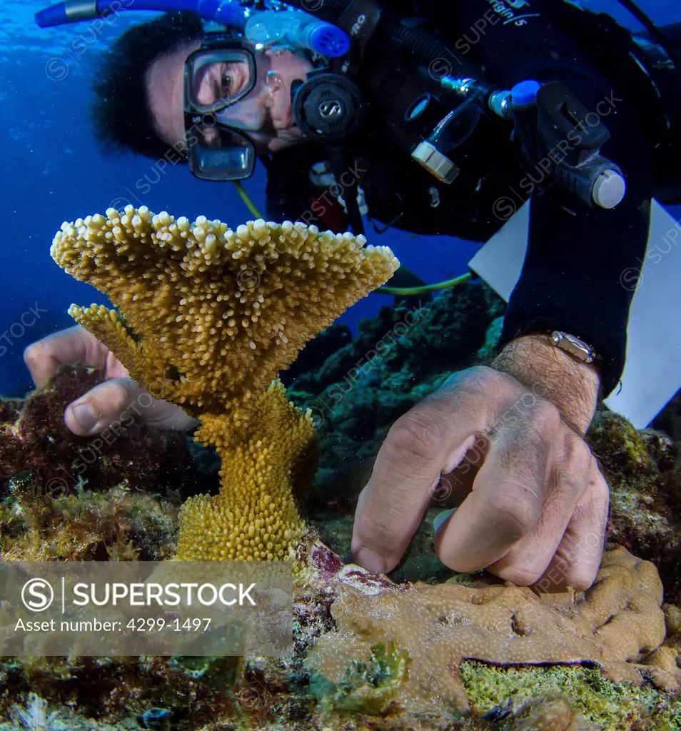 Single Elkhorn coral (Acropora palmata) and marine biologist cleaning sea algae in the middle of a barren coral reef, Cancun, Quintana Roo, Mexico