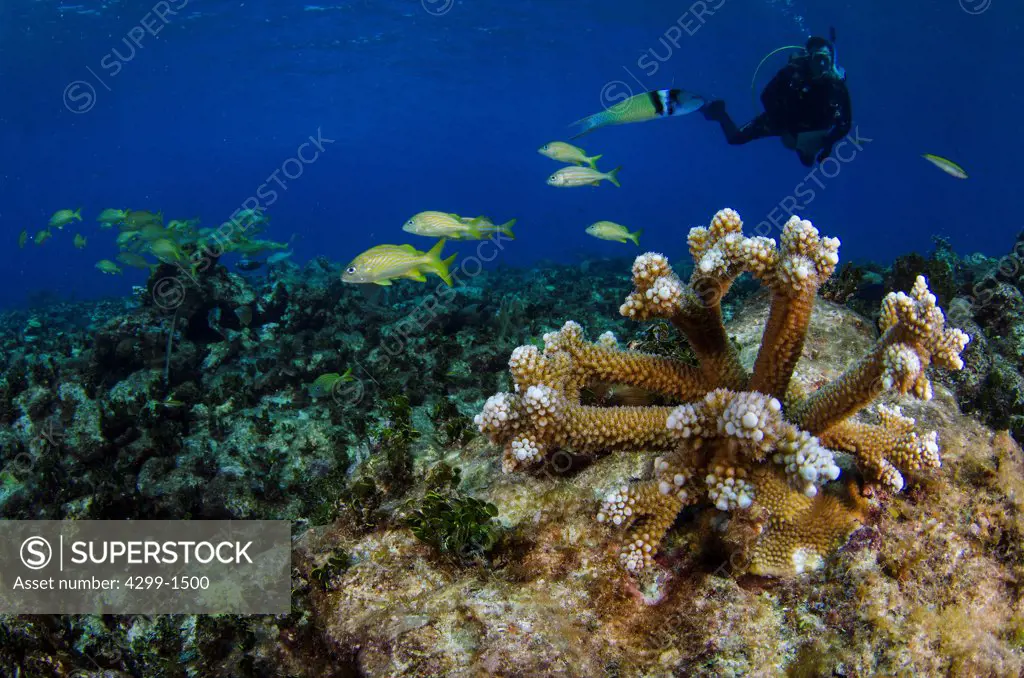 Staghorn coral (Acropora cervicornis) in damaged coral reef and marine biologist in the background, Cancun, Quintana Roo, Mexico