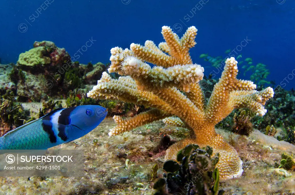Bluehead Wrasse (Thalassoma bifasciatum) next to a Staghorn Coral (Acropora cervicornis) underwater, Cancun, Quintana Roo, Mexico