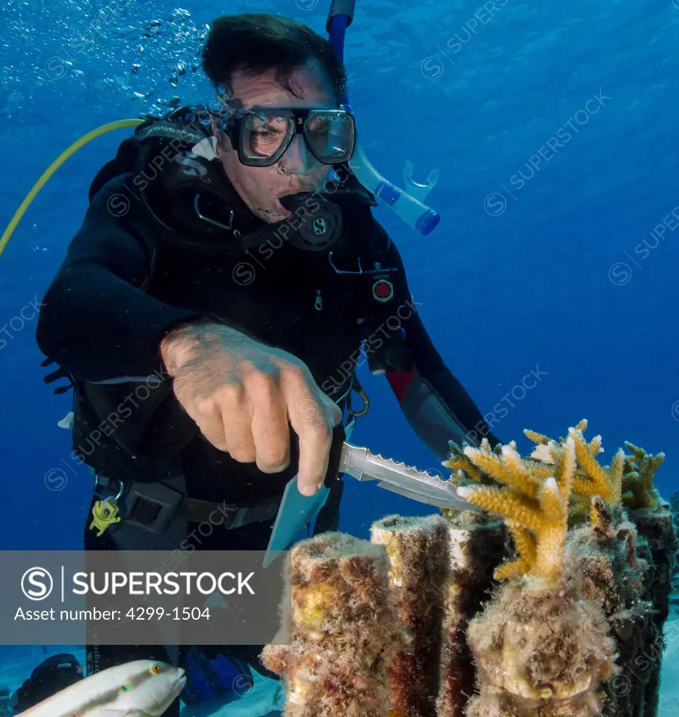 Marine biologist cleaning sea algae from Staghorn Coral (Acropora cervicornis) at coral farm underwater, Cancun, Quintana Roo, Mexico