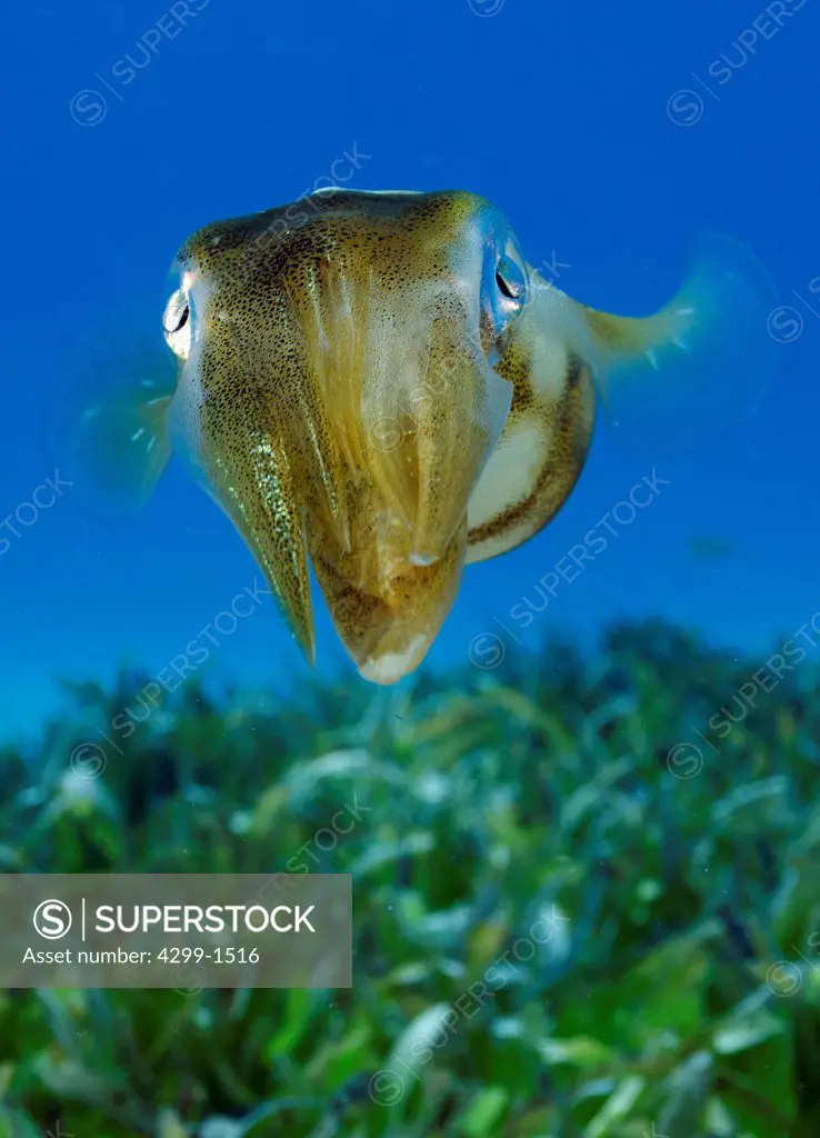Caribbean reef squid (Sepioteuthis sepioidea) in sea grass, Cancun, Quintana Roo, Mexico
