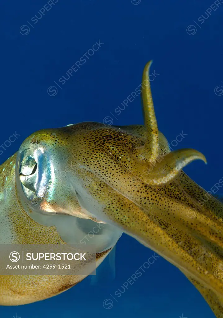 Caribbean reef squid (Sepioteuthis sepioidea) , Cancun, Quintana Roo, Mexico