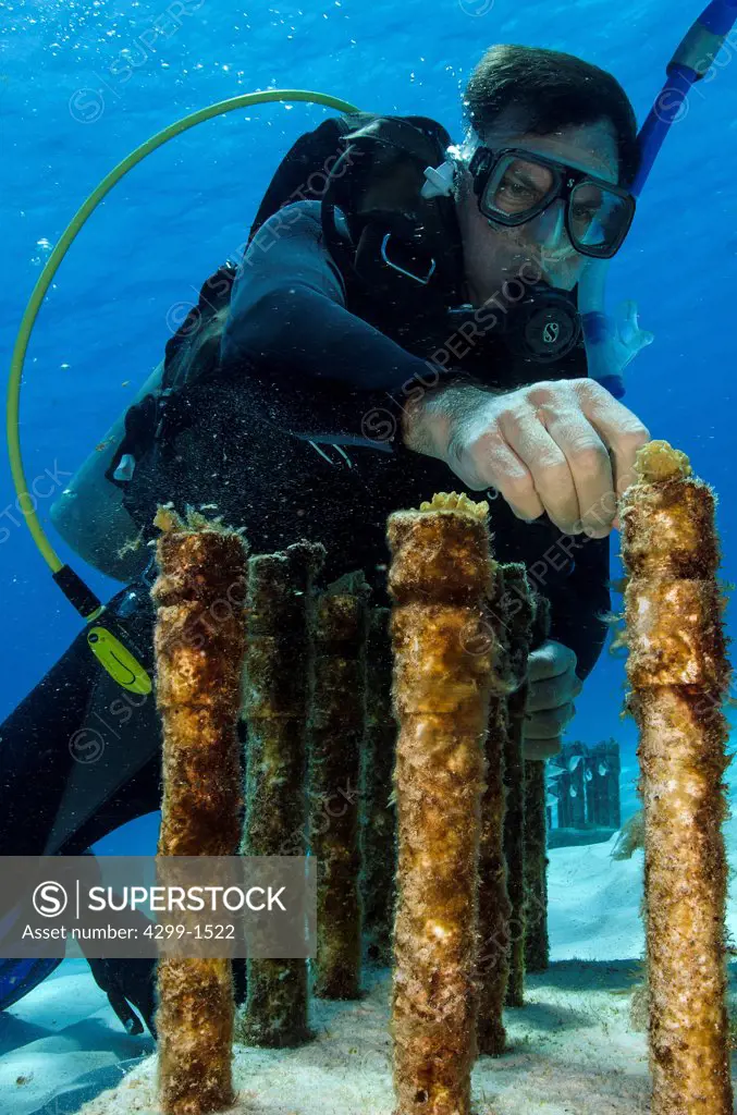 Marine biologist inspecting and cleaning sea algae from Thin Leaf Lettuce coral (Agaricia tenuifolia) in a coral farm, Cancun, Quintana Roo, Mexico