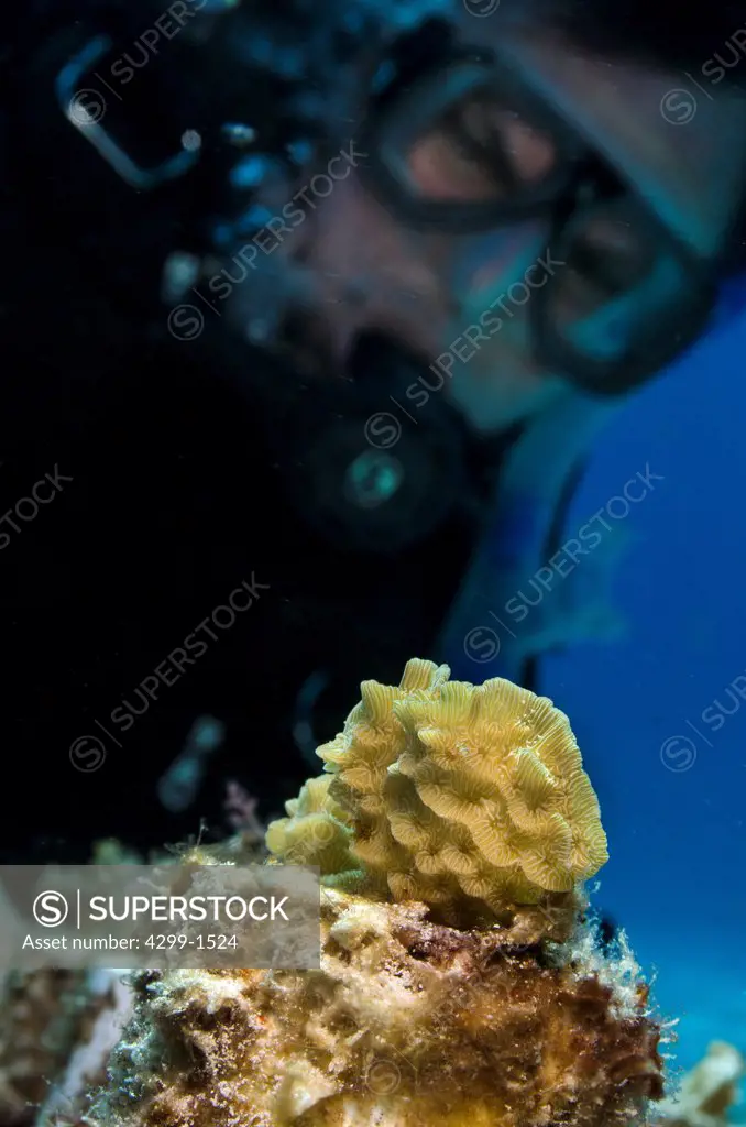 Marine biologist inspecting from Thin Leaf Lettuce coral (Agaricia tenuifolia) in a coral farm, Cancun, Quintana Roo, Mexico