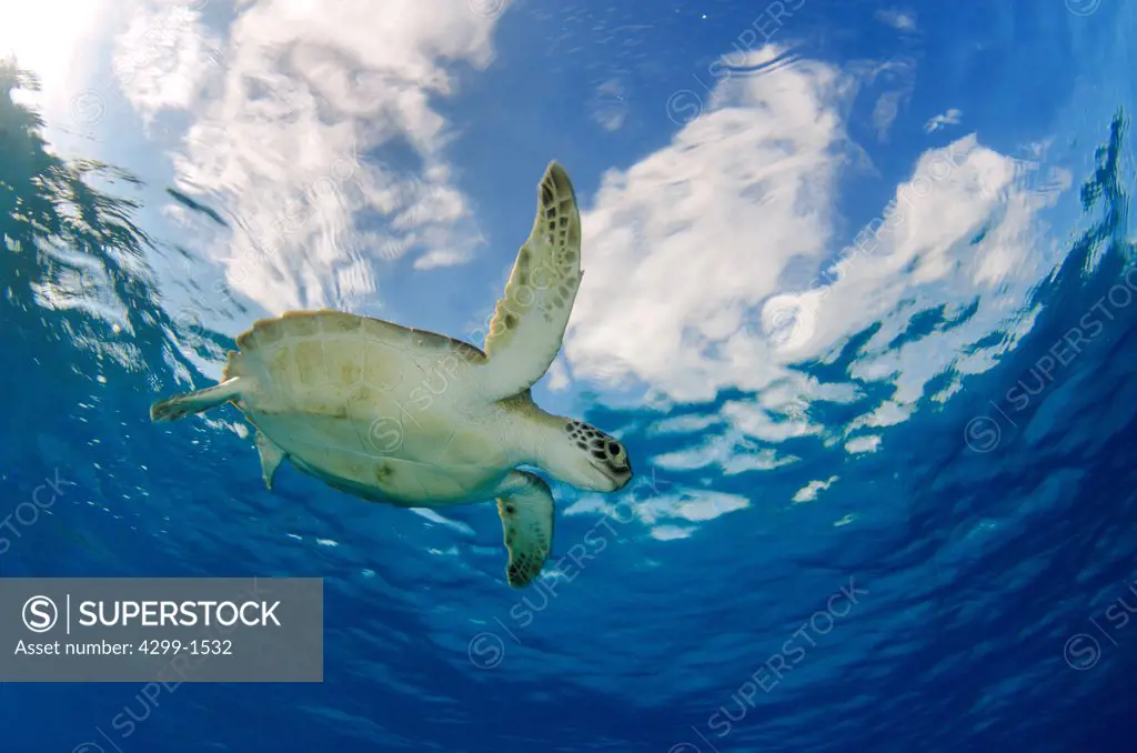 Green turtle (Chelonia mydas) swimming in blue waters, Cancun, Quintana Roo, Mexico