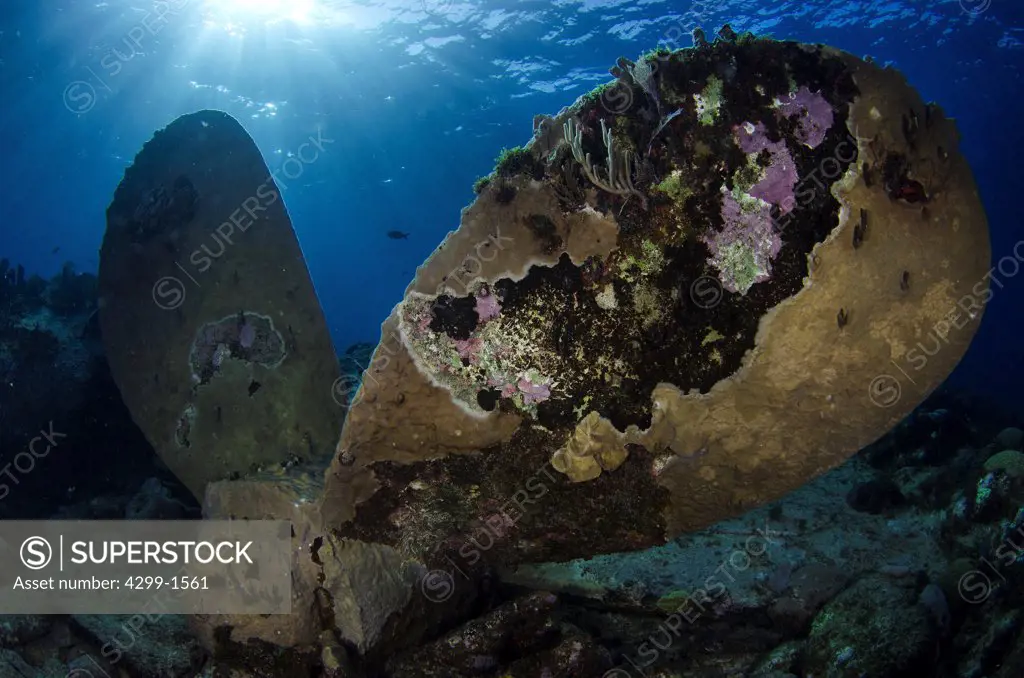 Ship propeller from the Ginger soul shipwreck at Chinchorro Bank on the Caribbean Sea, Mexico
